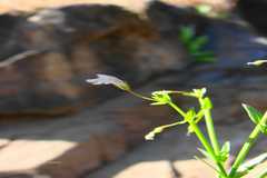 Lindernia oppositifolia